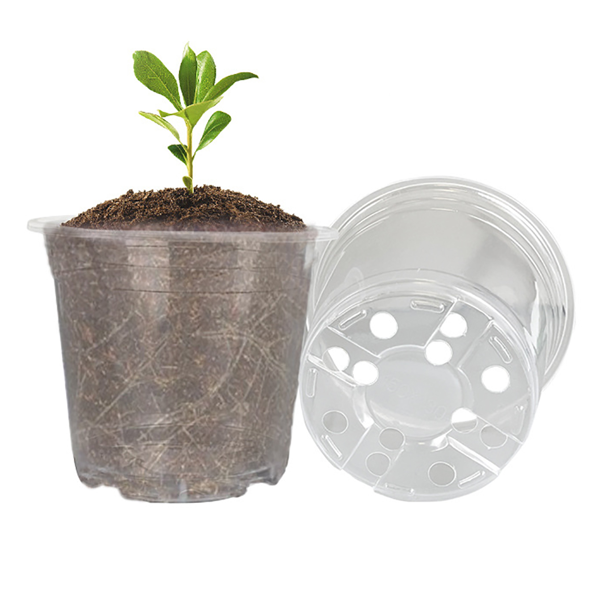 5 шт. 6/7,6/10/13/15 см прозра – обзор и цена Aloe Vera Pot